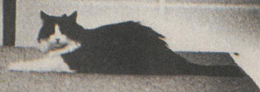 Mitze the post office square courthouse kitty